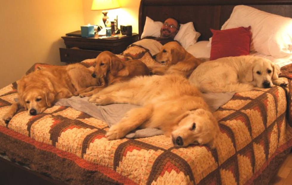 Científicos instan a que los dueños de mascotas dejen de compartir la cama con sus perros por una bacteria mortal
