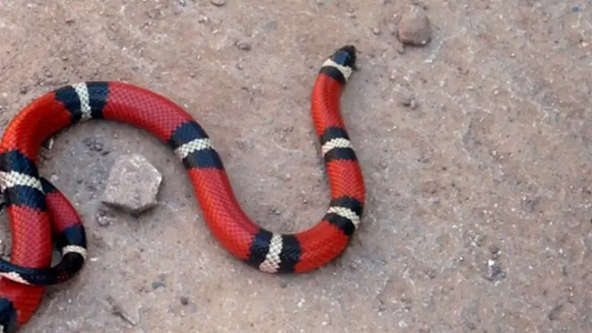 Quiso subir una serpiente al colectivo, el chofer se lo impidió y la abandonó en la vereda