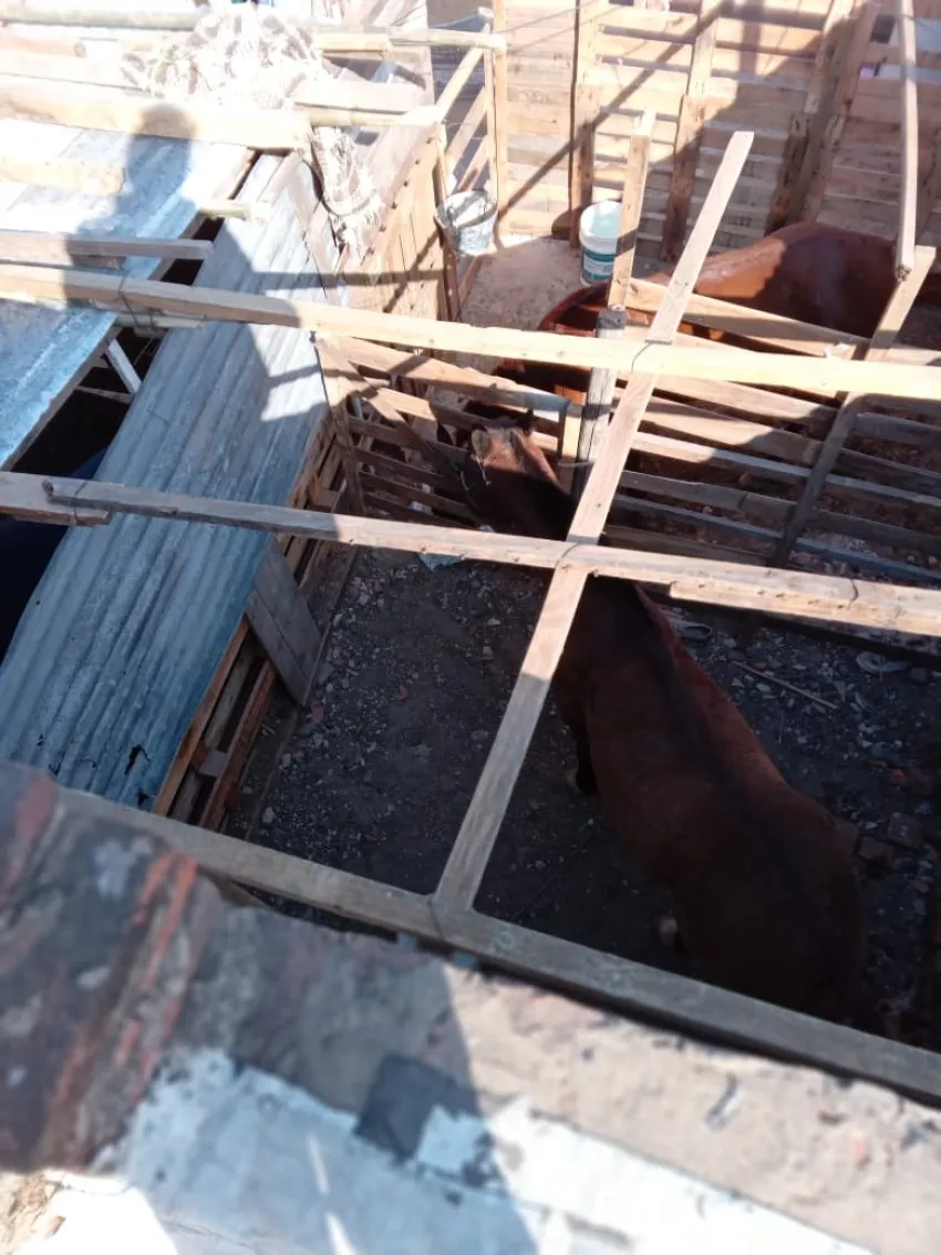 Corrientes: denuncian a carreros por tener caballos encerrados en el interior de la casa