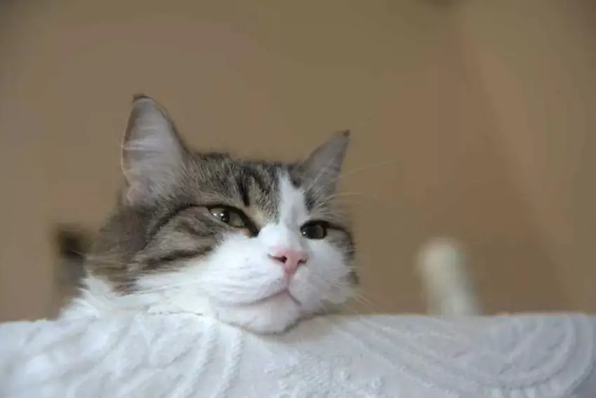 El gobierno de Bolivia se suma a la búsqueda de “Tito”, un gato extraviado en un vuelo