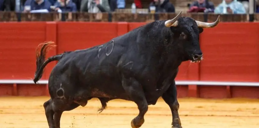 Un toro “se hizo el muerto” y mató al carnicero que iba a rematarlo