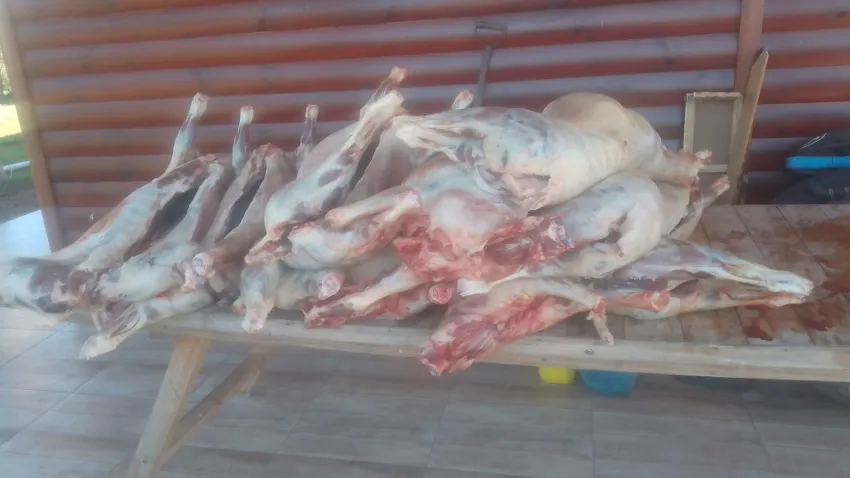 El duro relato de un comerciante correntino afectado por la faena ilegal: “El abigeato es una realidad y es algo que complica más la situación”