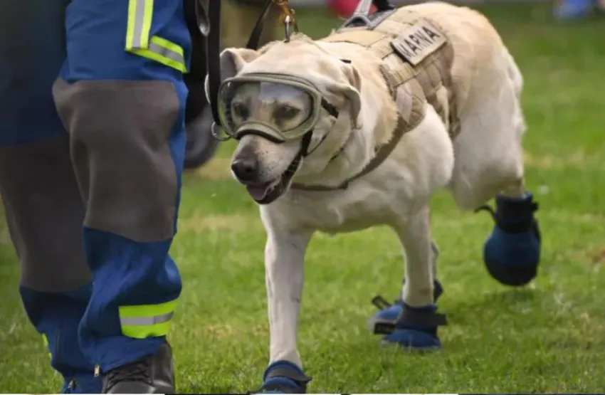 Murió Frida, la perra rescatista que se transformó en heroína tras salvar 12 vidas en un terremoto