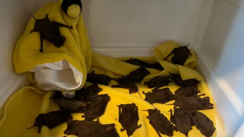Una ONG rescató a más de 1500 murciélagos congelados