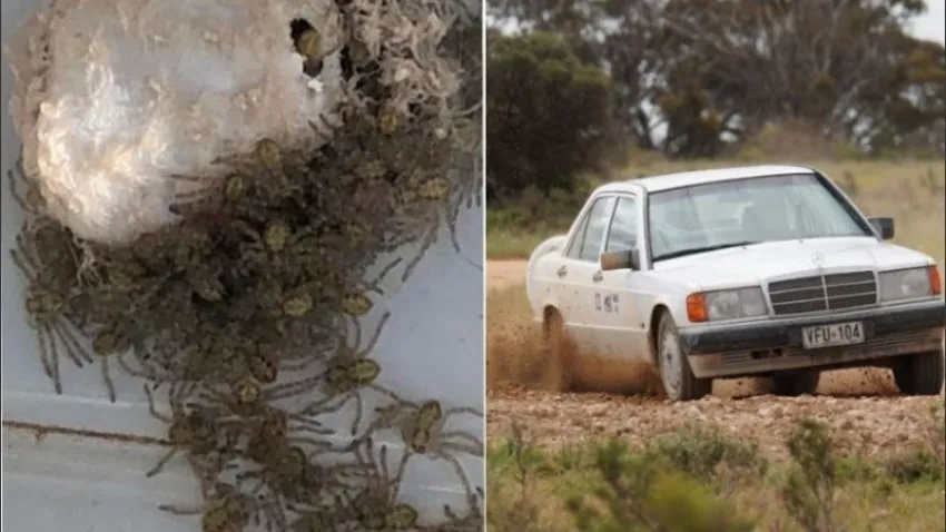 Encontró más de 100 arañas gigantes saliendo de su auto y se horrorizó
