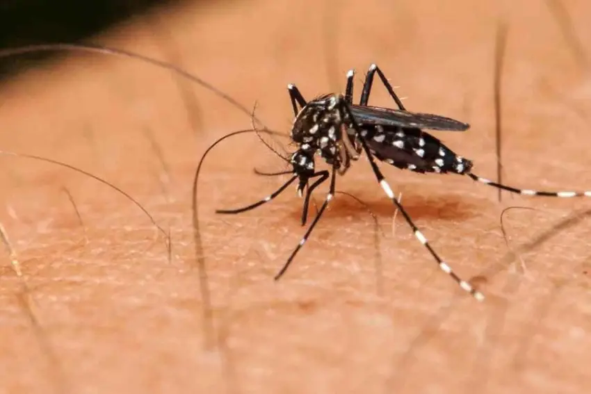 Alerta dengue: advierten sobre la presencia de un nuevo genotipo del virus