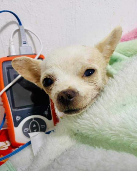 Murió Pinky, el chihuahua que fue apuñalado cuando intentó defender a su familia de un ladrón