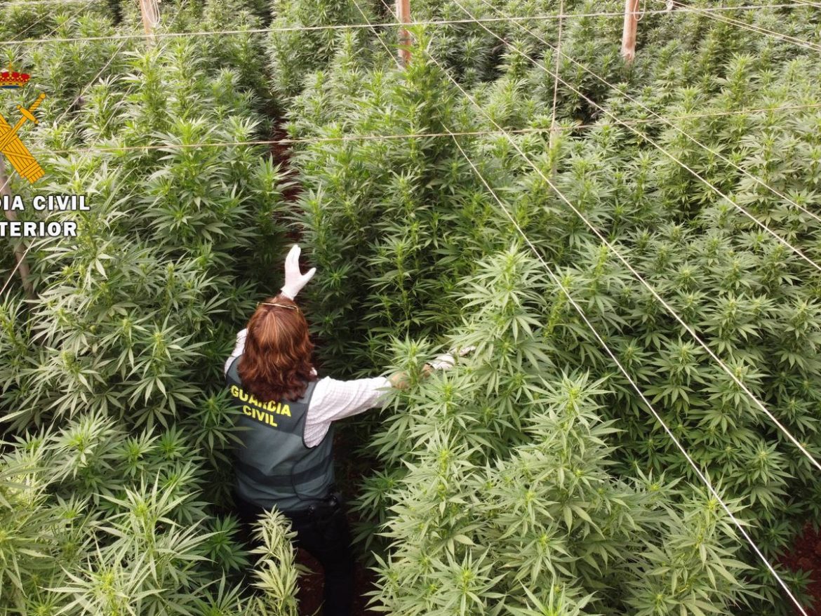 San Roque: hallaron una plantación de marihuana