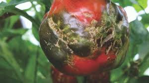 ¿De que se trata? | El virus Rugoso del Tomate en Corrientes