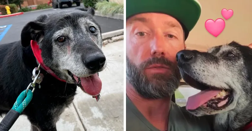 Un hombre adoptó al perrito más viejo del refugio para que muriera acompañado