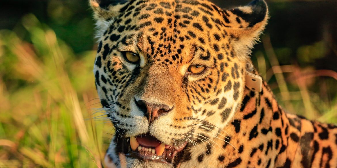 Triste noticia para los Esteros del Ibera: se perdió dos ejemplares de yaguaretés que recuperaron la especie