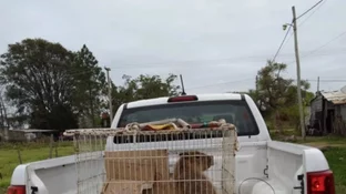 Corrientes: rescataron un carpincho que tenían como mascota