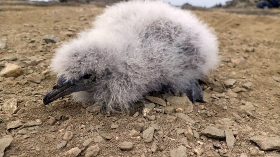 Después de 40 años renace el petrel buceador, una ave en peligro de extinción