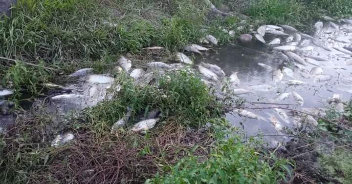 Preocupante: aparecieoron peces muertos en el Arroyo Las Garzas