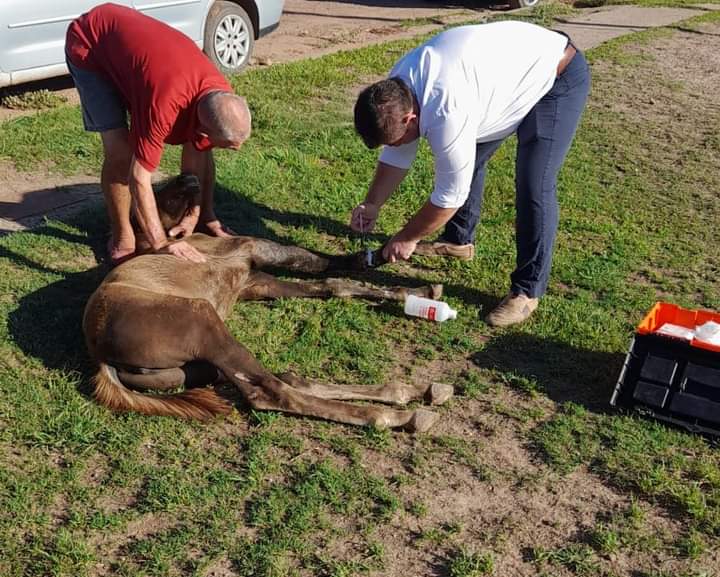 El Encargado del Área de Bromatología asistió a un potrillo con problemas de salud