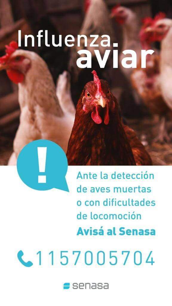 Influencia Aviar: muestras negativas desde la ciudad de Mercedes Corrientes