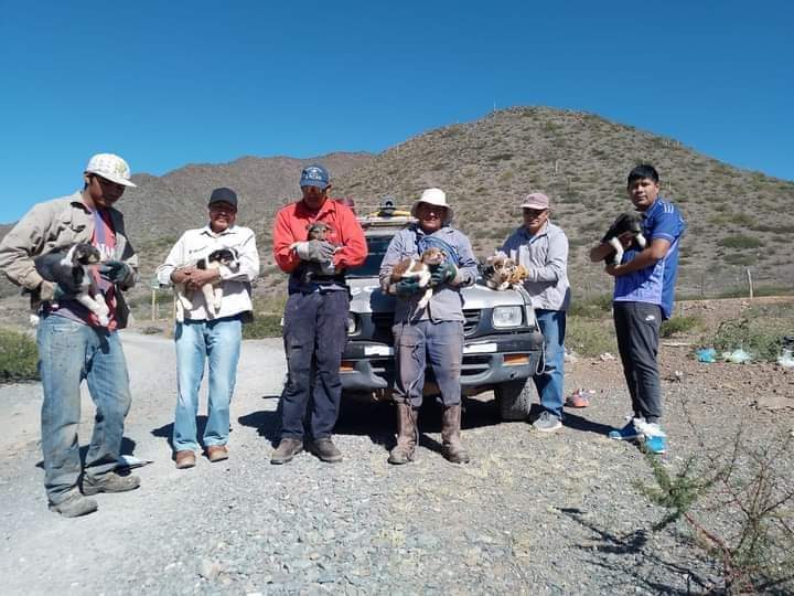 Bomberos voluntarios de Cachi rescataron seis cachorros