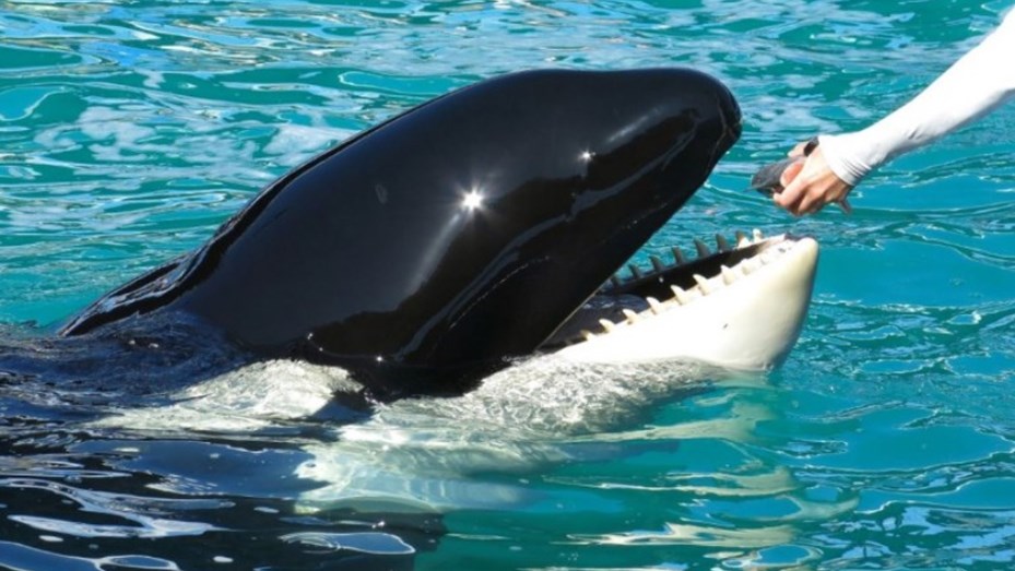 Liberarán a una orca mantenida durante más de 50 años en cautiverio