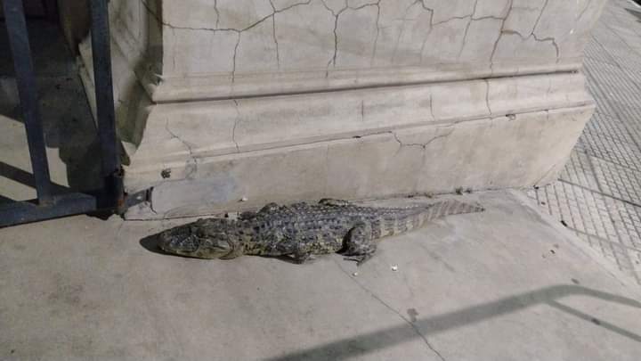 Sorpresa en Corrientes: Se encontró con un yacaré en la puerta de su casa