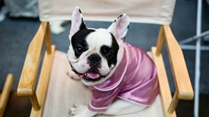 Fin de un reinado de 31 años: el bulldog francés destronó al labrador como el perro más popular