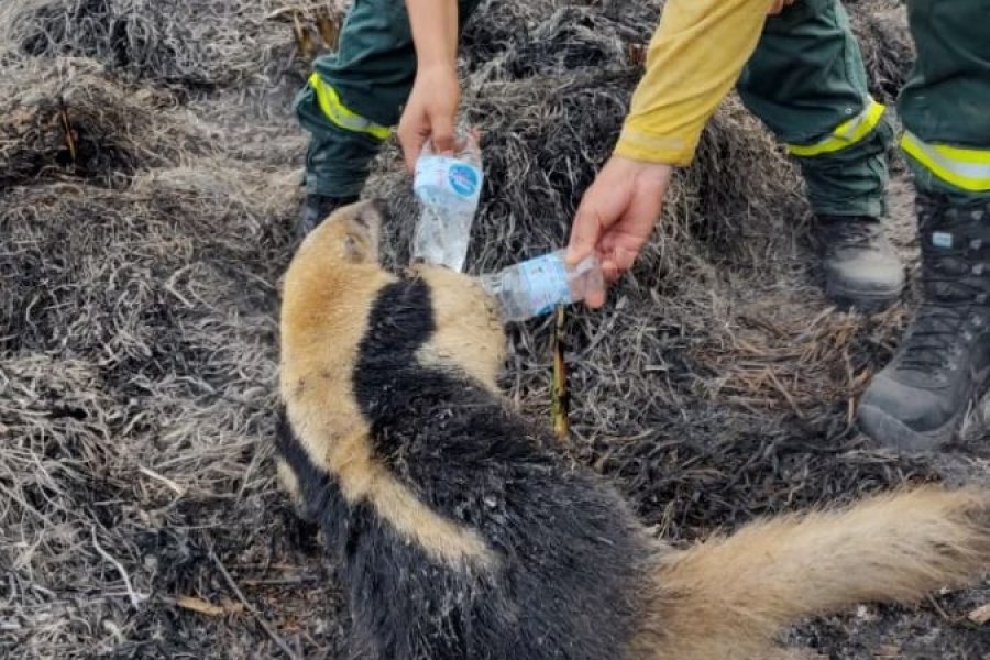 Rescataron un oso melero de un incendio en Corrientes