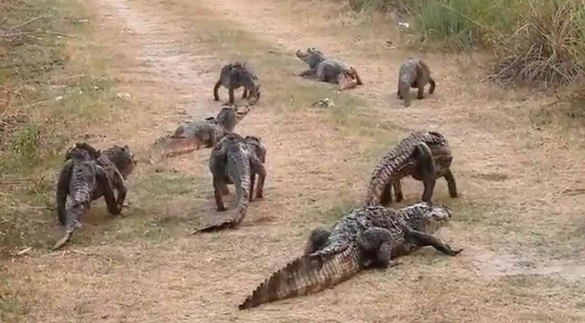 Impactante: Miles de yacarés buscan refugio en lo que queda de agua en un río de Corrientes