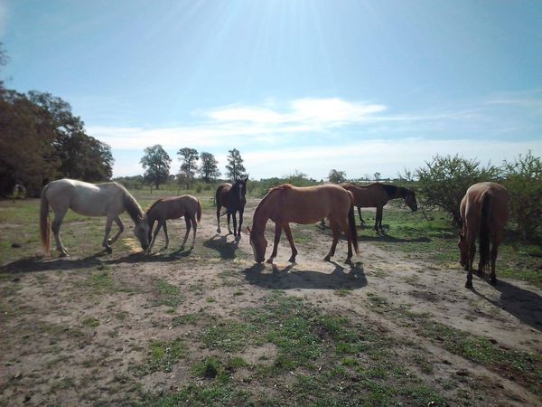 GRAN TRABAJO PREVENTIVO DE LA DIRECCIÓN DE TRÁNSITO CON RESPECTO A ANIMALES SUELTOS EN LA VÍA PÚBLICA