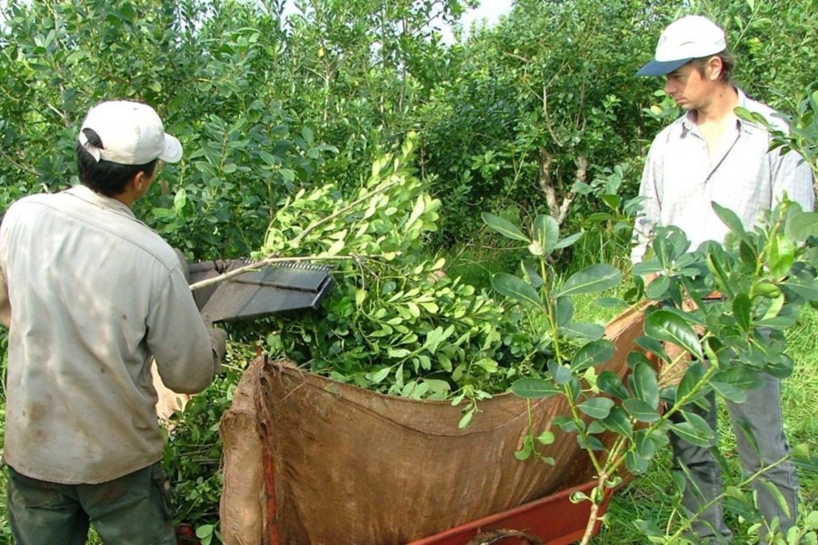 Prevén una gran merma en la producción yerbatera de Corrientes