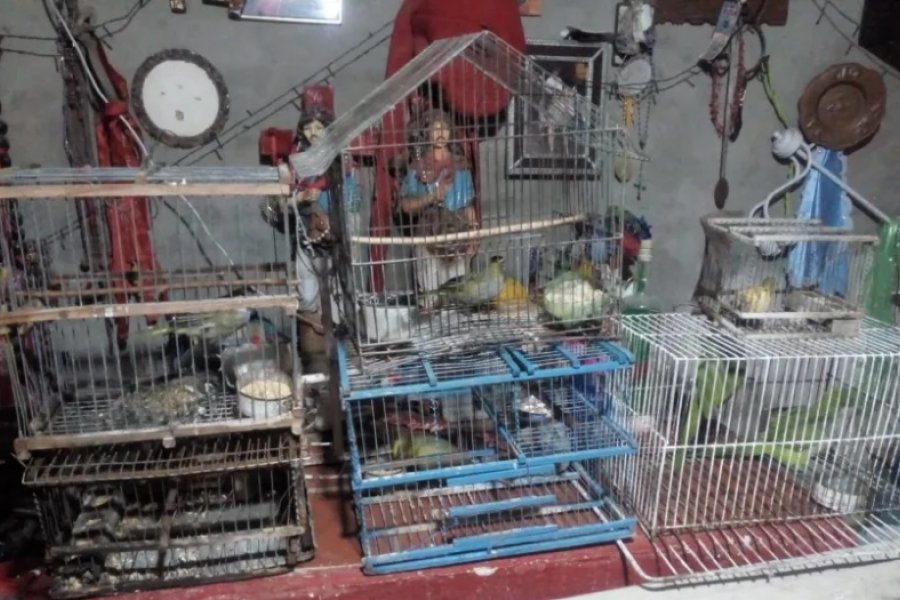 Investigaban un robo y terminaron encontrando drogas y aves en peligro de extinción