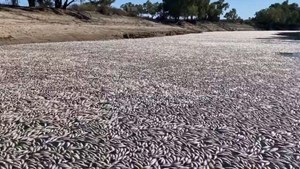 Millones de peces muertos bloquean un río australiano