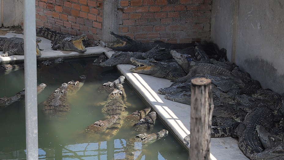 Camboyano muere despedazado por 40 cocodrilos