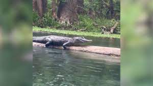 Un caimán sorprendió a mujeres que flotaban en el río de Florida