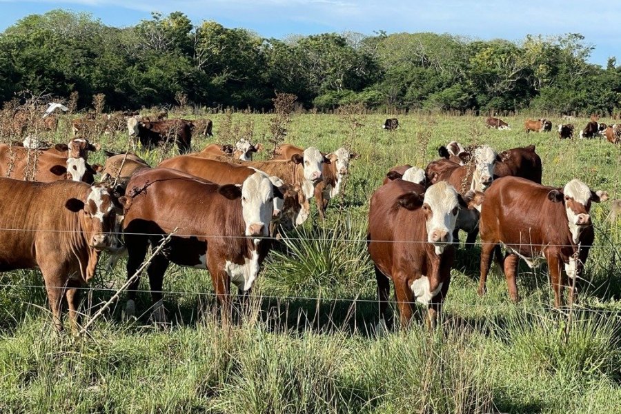 Ganaderos pagaron en Corrientes más de $15 millones por el 50% de una ternera