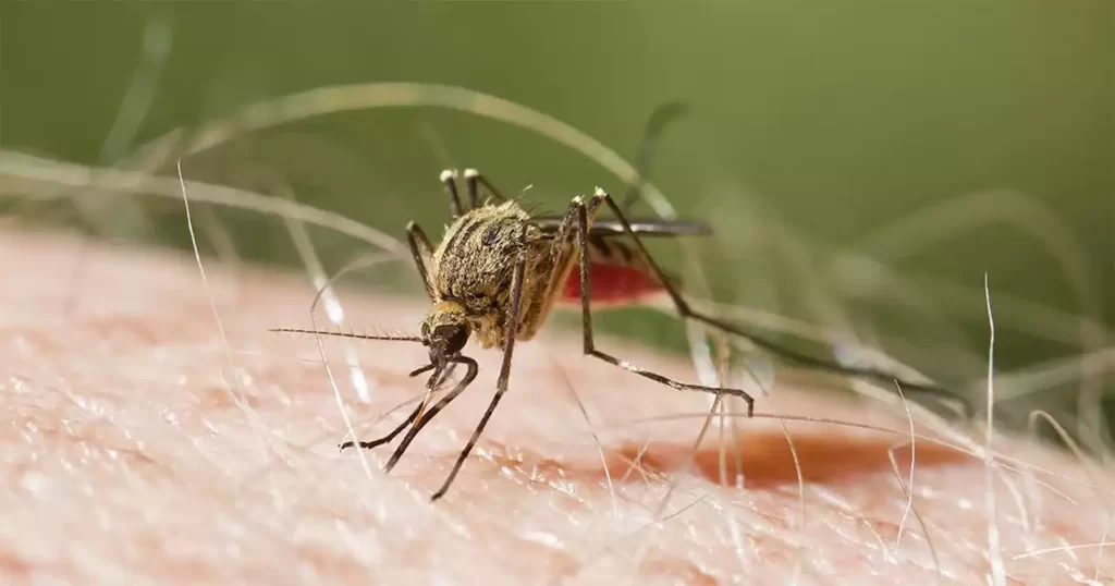 Confirman cinco casos de malaria en los estados de Florida y Texas