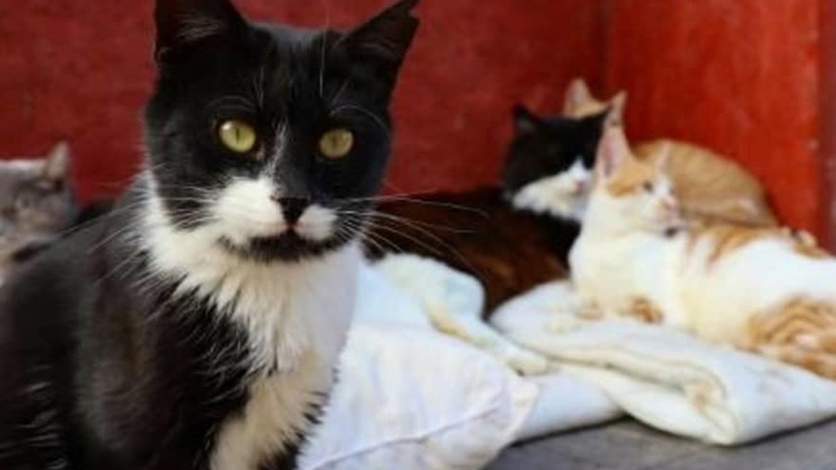 Coronavirus felino: alertan sobre un virus que está causando la muerte de miles de gatos en Chipre