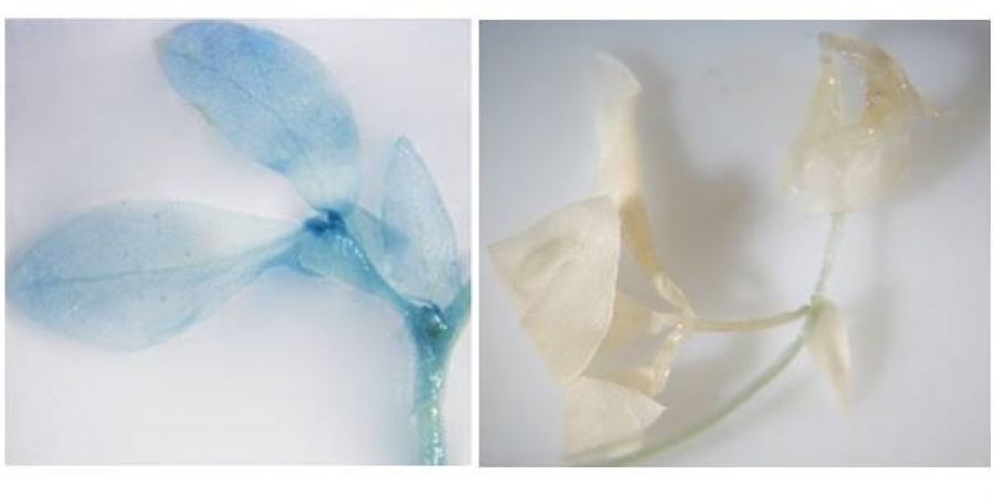 Obtienen plantas transgénicas capaces de soportar sequías y altas temperaturas