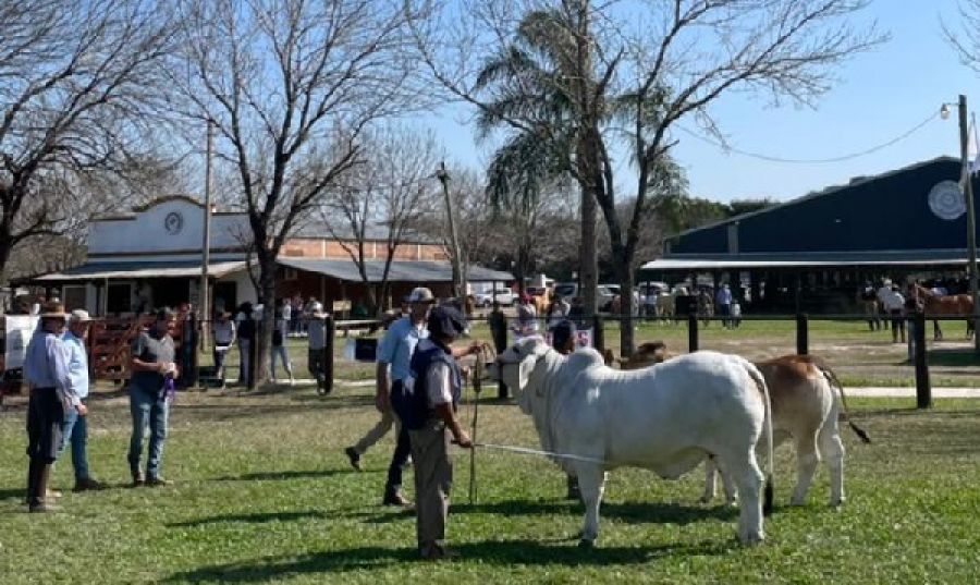 Trescientos animales de las razas más importantes en la Expo Rural de Corrientes