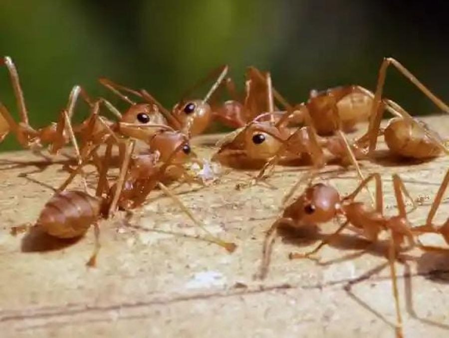 Las especies invasoras avanzan con el calentamiento global