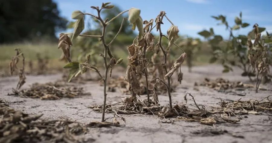 Ejecutivo Nacional homologó emergencia agropecuaria en departamentos de Corrientes