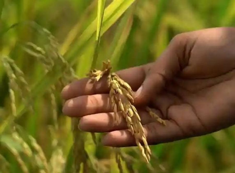 Ingeniería genética: ¿producción sostenible de alimentos?