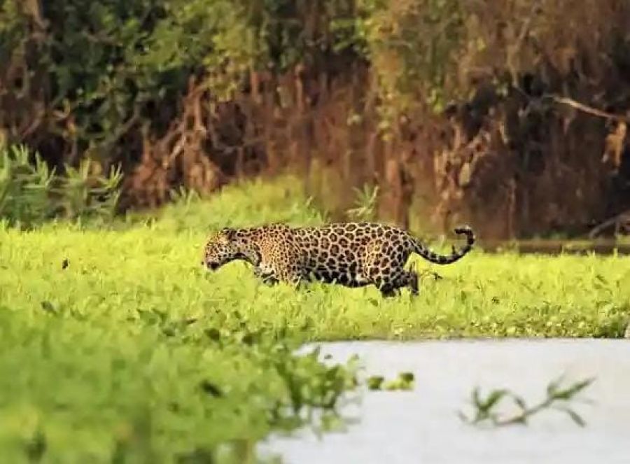 Fauna en el Pantanal brasileño en peligro por incendios