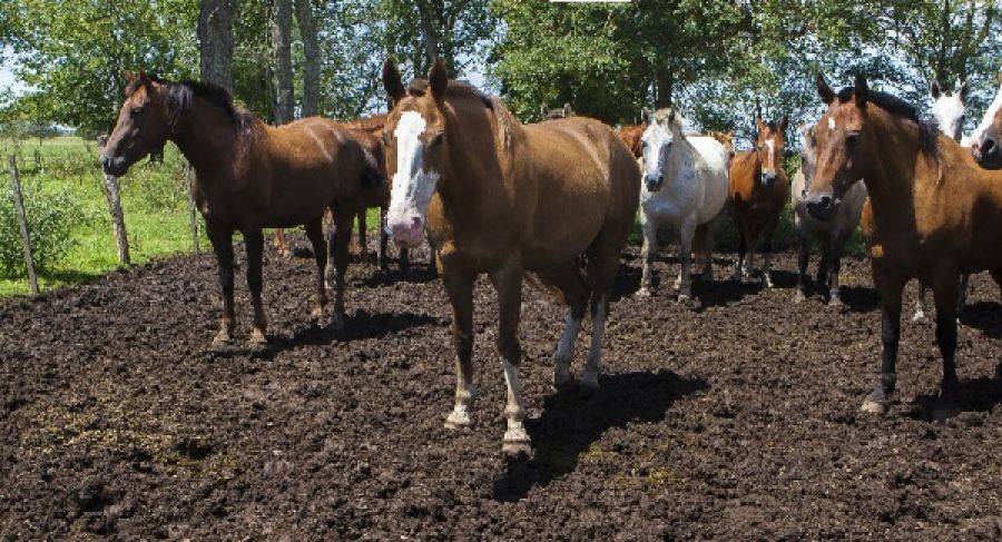 Detectan encefalomielitis equina en localidad chaqueña