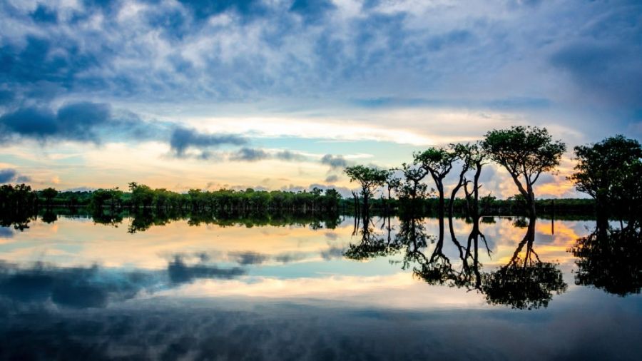 La Amazonía podría colapsar en 2050, según nuevo estudio