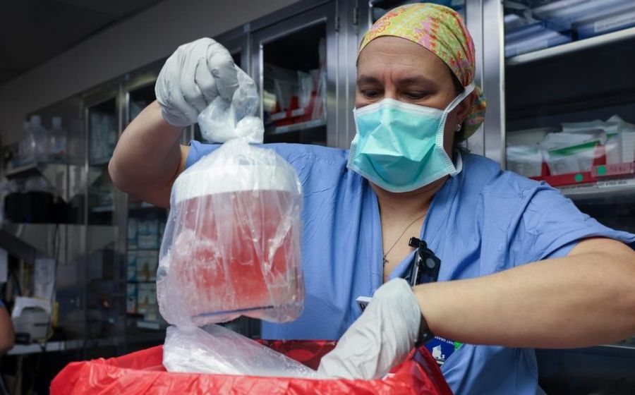 Primer trasplante de un riñón de cerdo a un paciente vivo