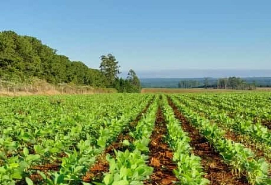 El primer lote de soja de la Argentina es producido en Corrientes