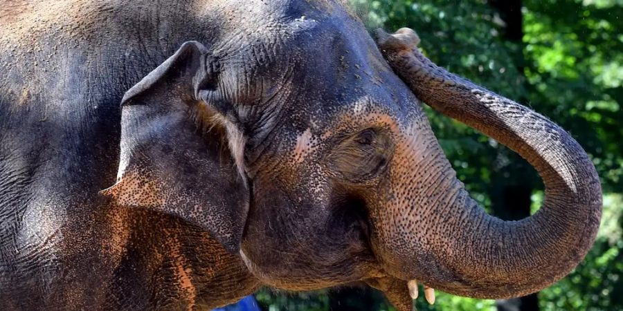 Cae el tráfico de marfil de elefante y cuerno de rinoceronte