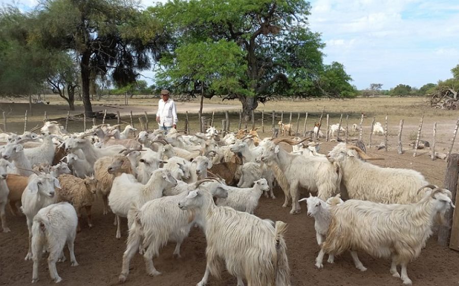 Un estudio permitirá proteger el recurso genético caprino autóctono del Chaco