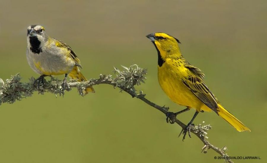 Dictan condena por caza furtiva y maltrato a especie en peligro de extinción